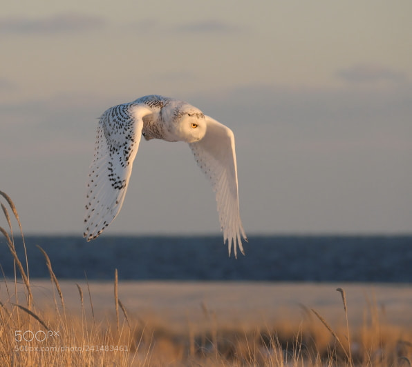 Fujifilm X-T2 sample photo. Snowy owl photography