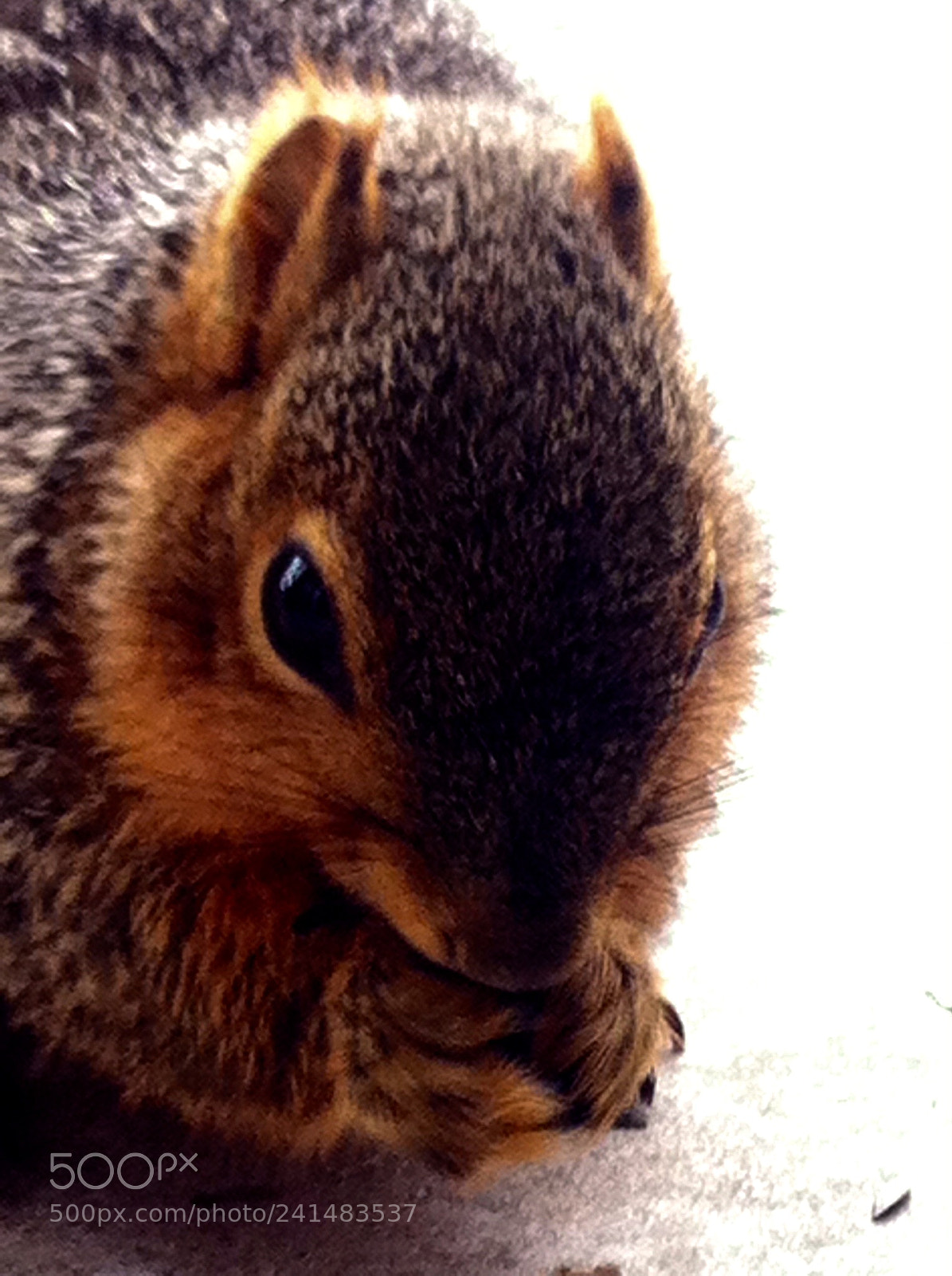 Apple iPhone 4 sample photo. Looking close ~ photography
