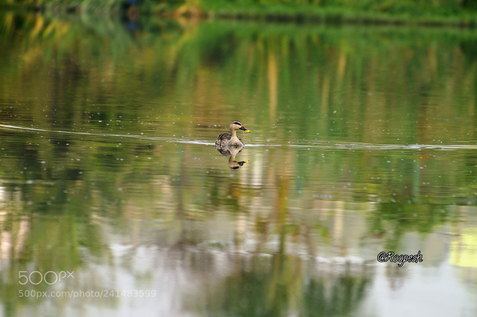 Sony SLT-A57 sample photo. Nature & wildlife photography