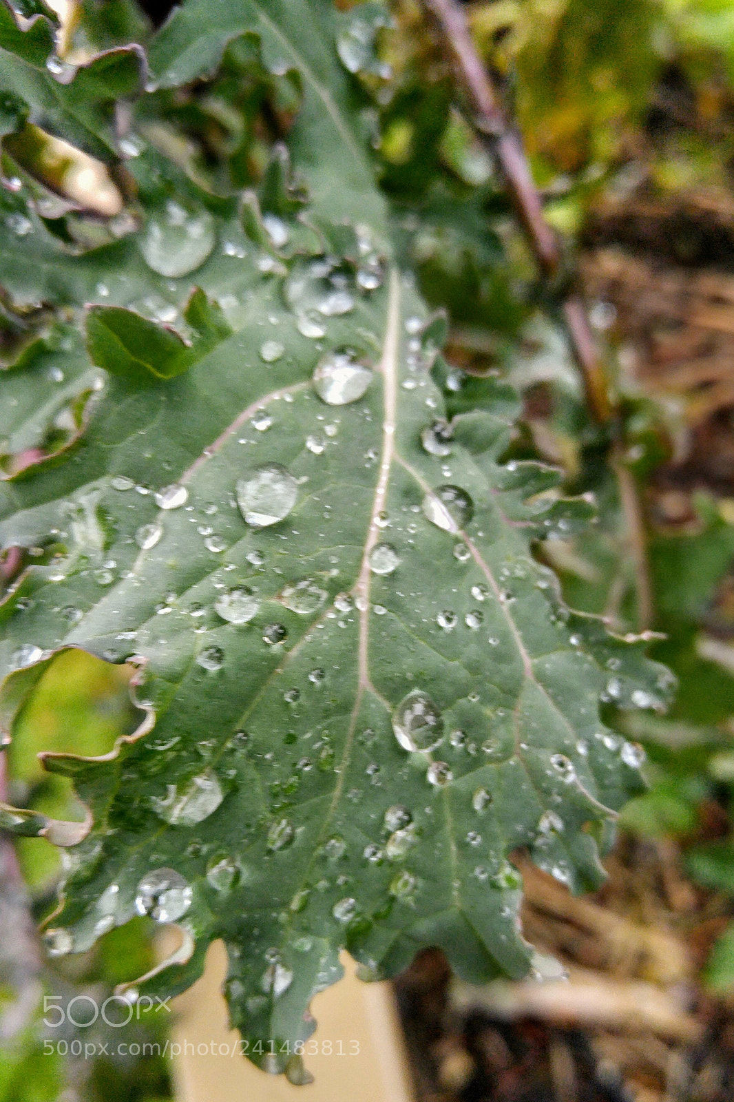 LG G4 sample photo. Kale leaf water drops photography