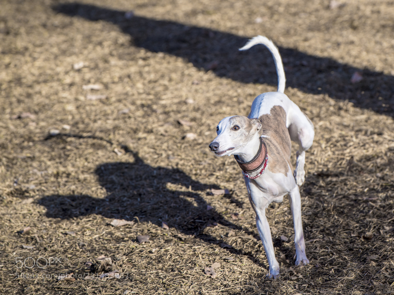 Nikon D5 sample photo. Speedster 3 photography