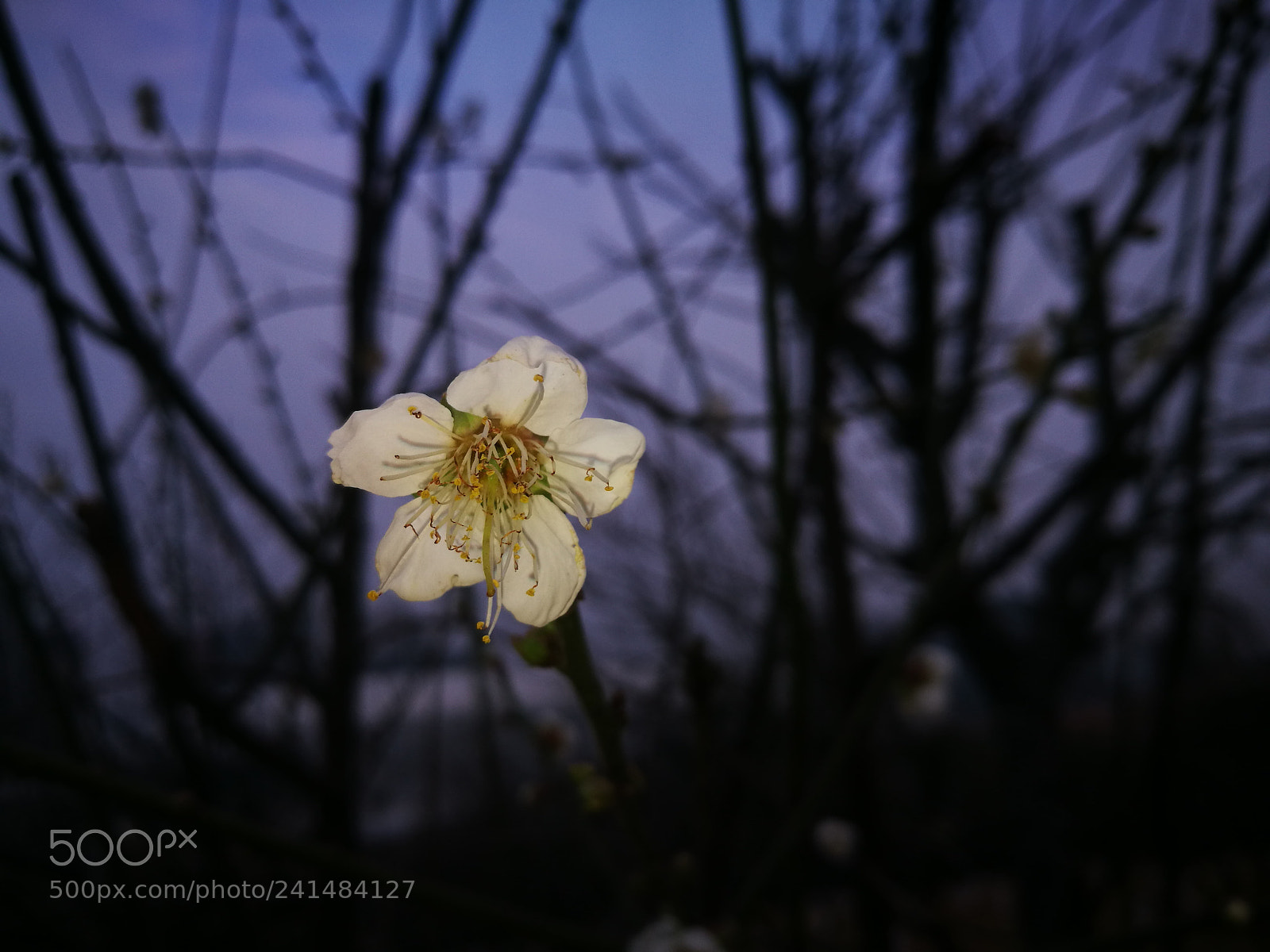 HUAWEI P9 sample photo. 独照一缕香 photography