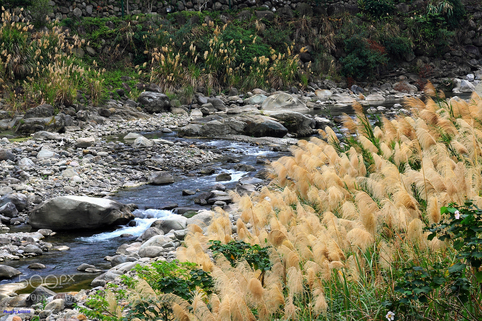 Canon EOS 50D sample photo. 秋芒流水 photography