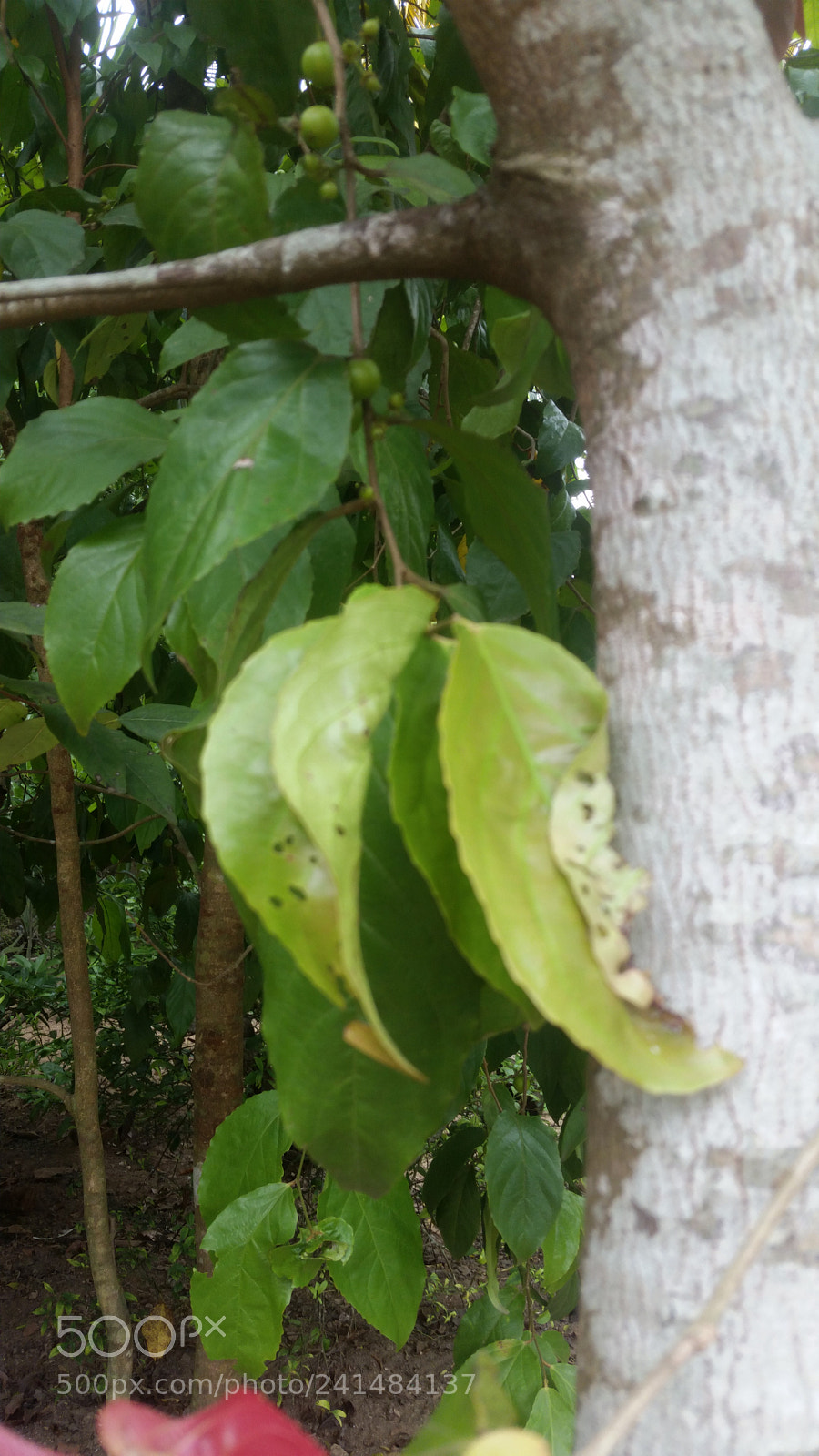 Samsung Galaxy S5 sample photo. Untitled photography