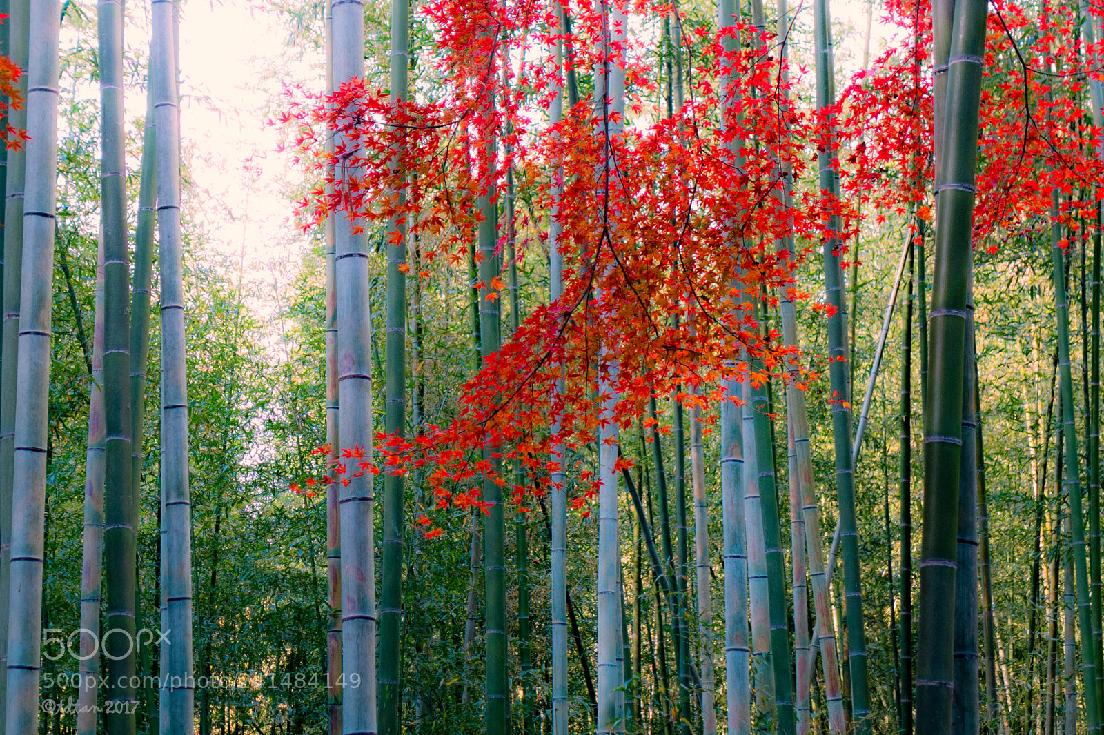 Panasonic Lumix DMC-LX7 sample photo. Fall the the bamboo photography