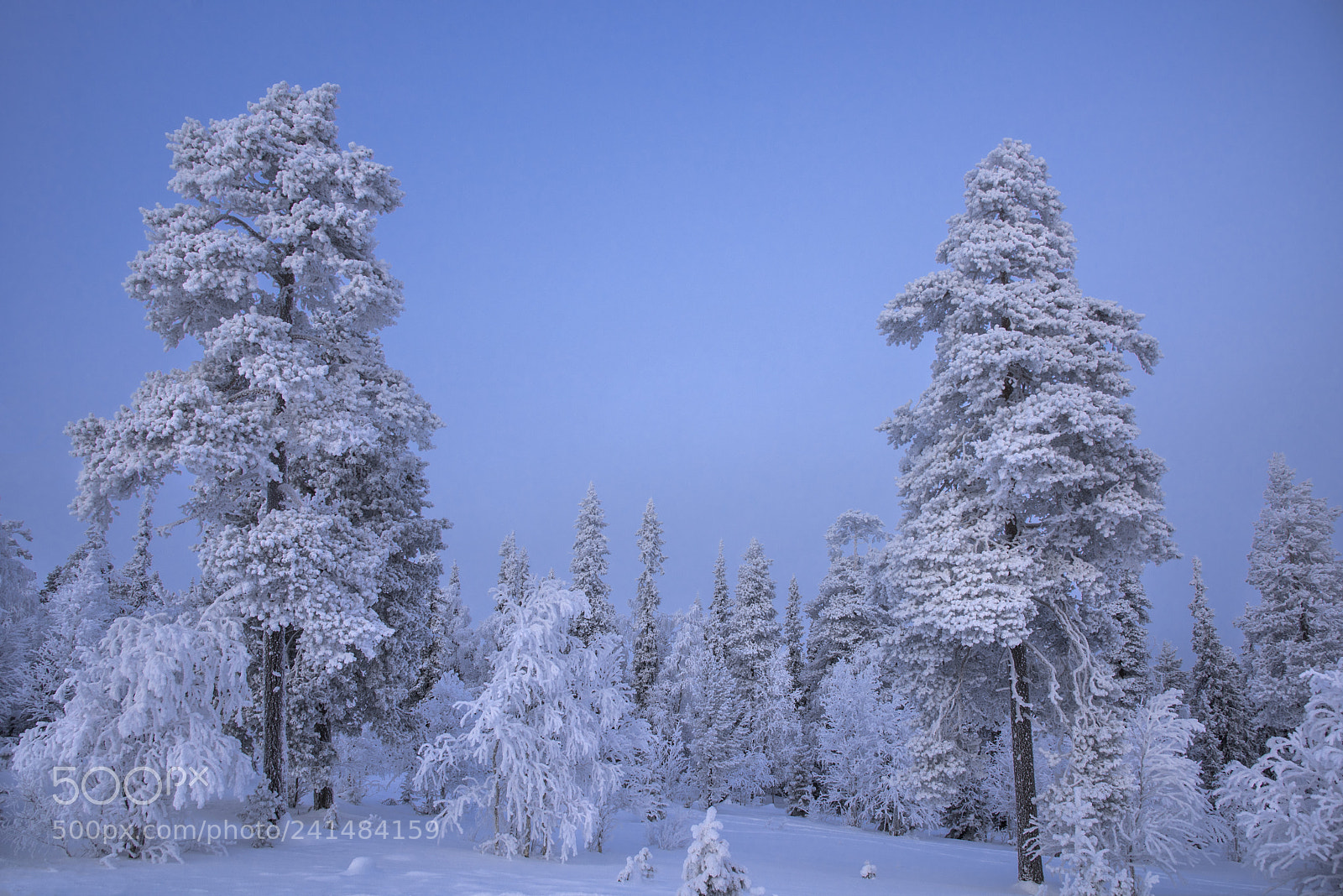 Nikon D810 sample photo. Ice crystal forest photography