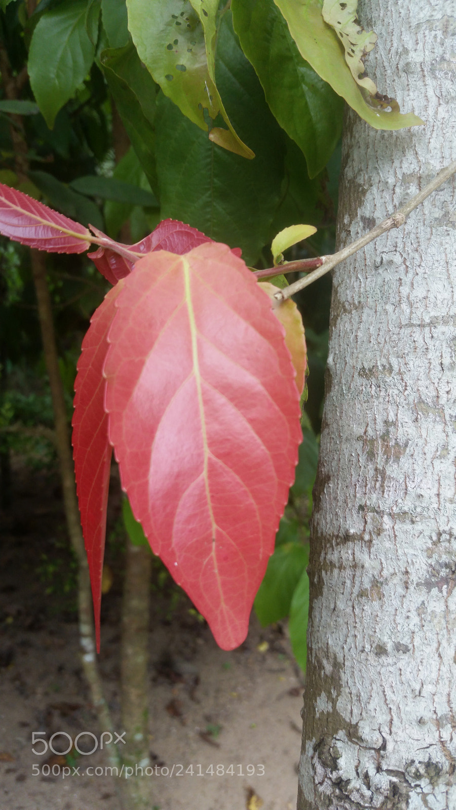 Samsung Galaxy S5 sample photo. Untitled photography