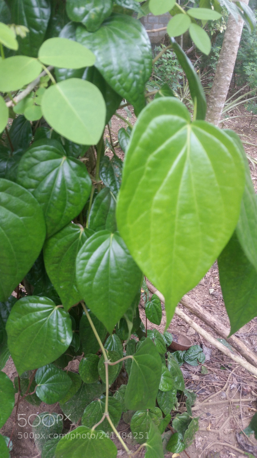 Samsung Galaxy S5 sample photo. Untitled photography