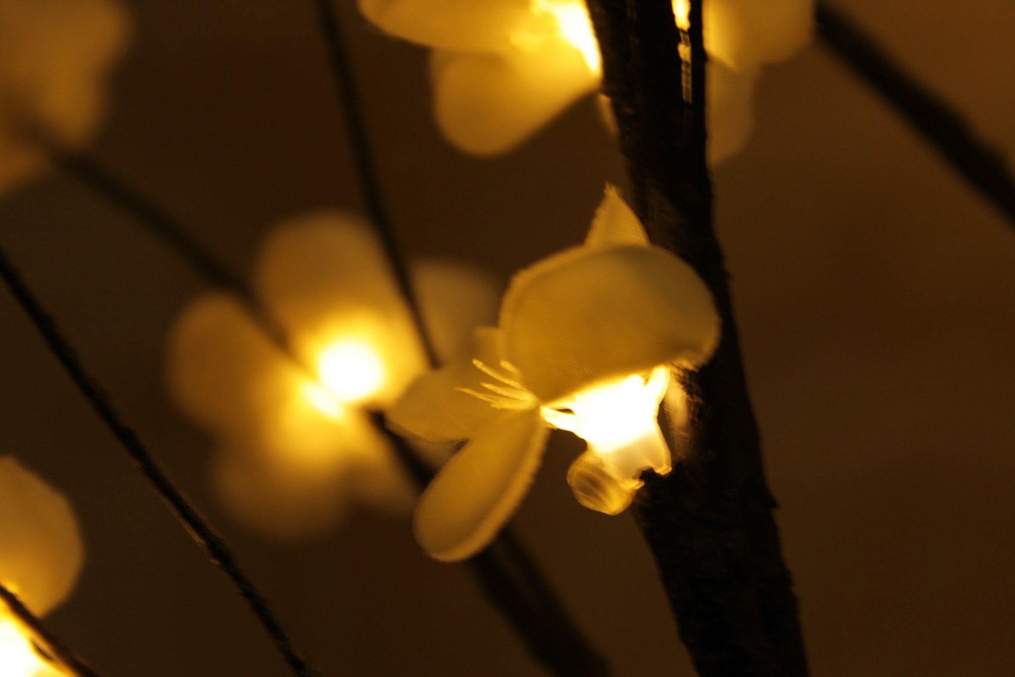 Canon EF-S 18-55mm F3.5-5.6 IS sample photo. Cherry blossom photography