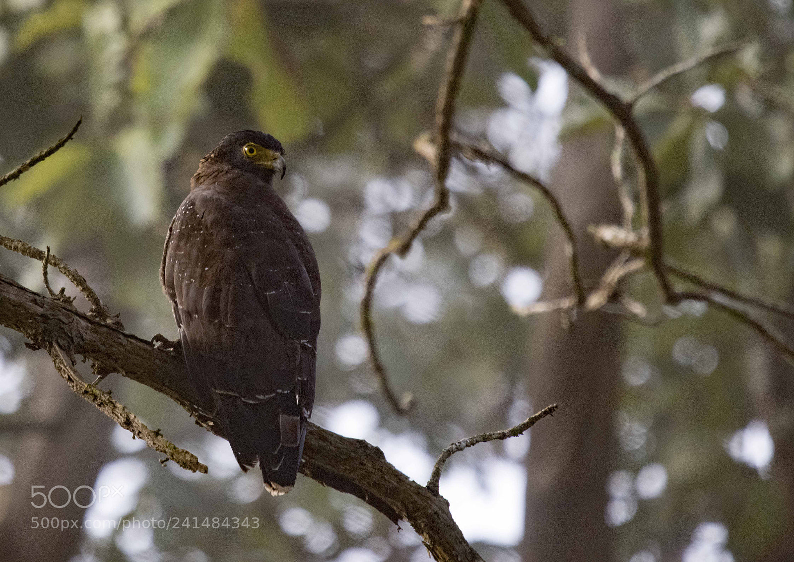 Nikon D850 sample photo. Serpent eagle photography