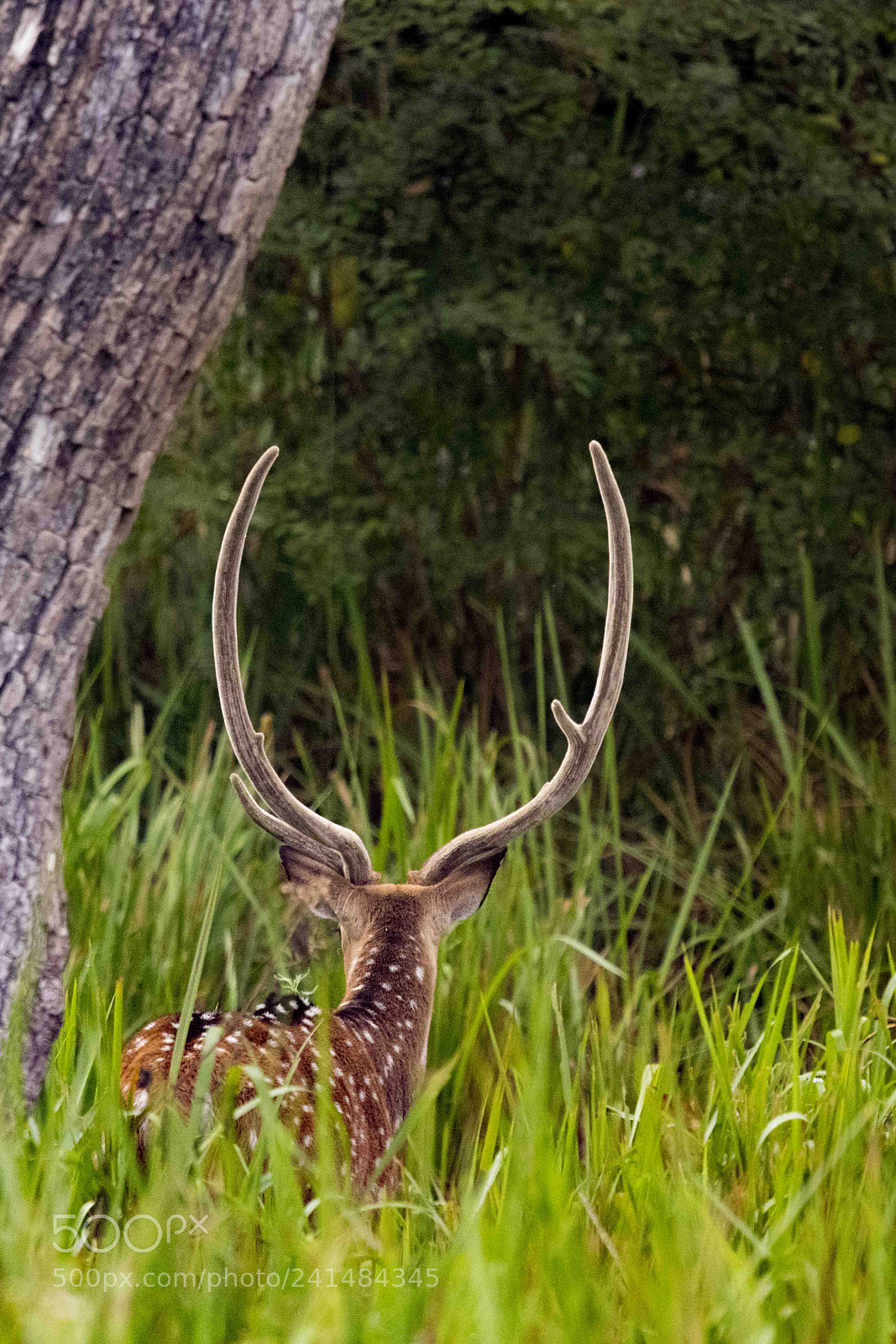 Nikon D850 sample photo. Spotted deer photography