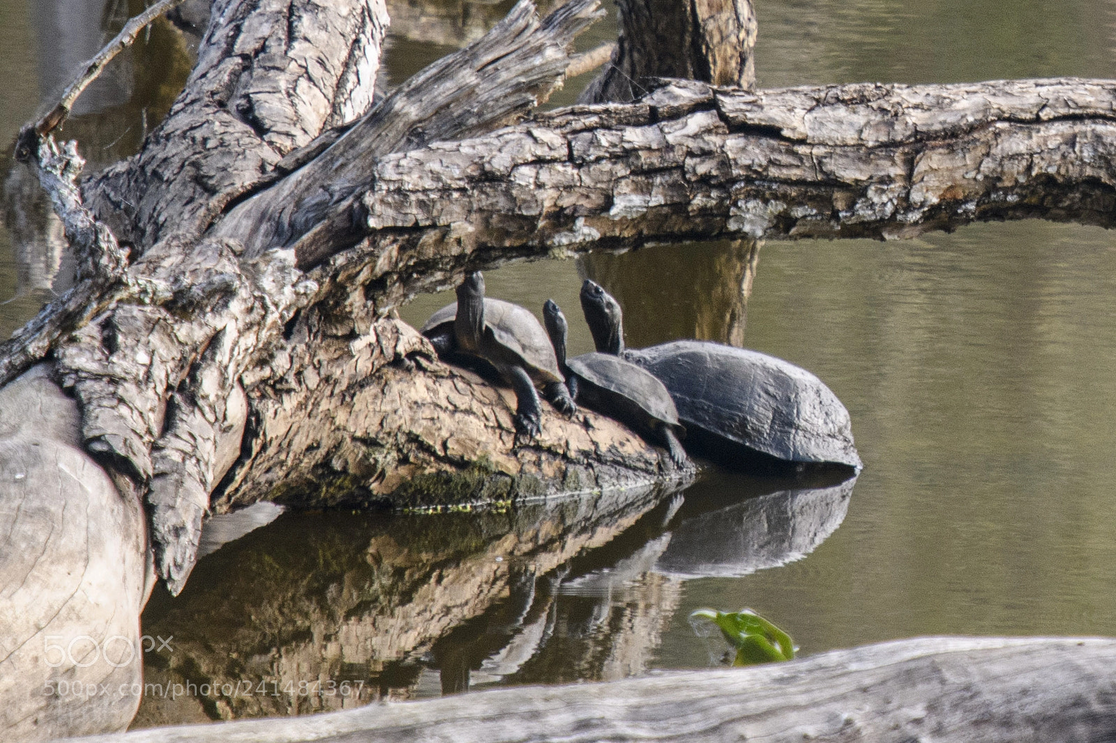 Nikon D850 sample photo. Tortoises photography