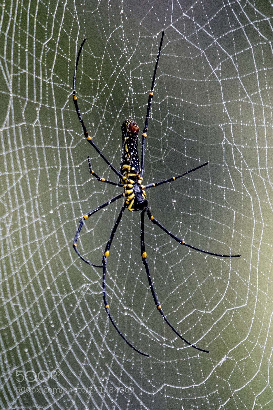 Nikon D850 sample photo. Giant wood spider photography