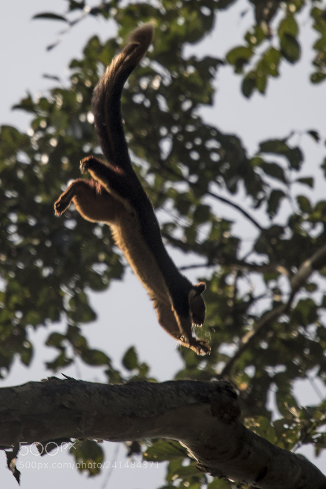 Nikon D850 sample photo. Malabar giant squirrel photography