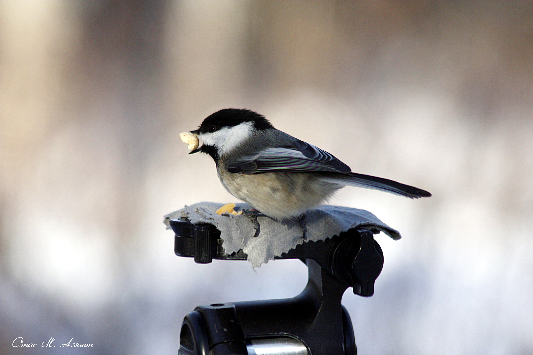 Canon EF 75-300mm F4.0-5.6 IS USM sample photo. Posing for picture photography