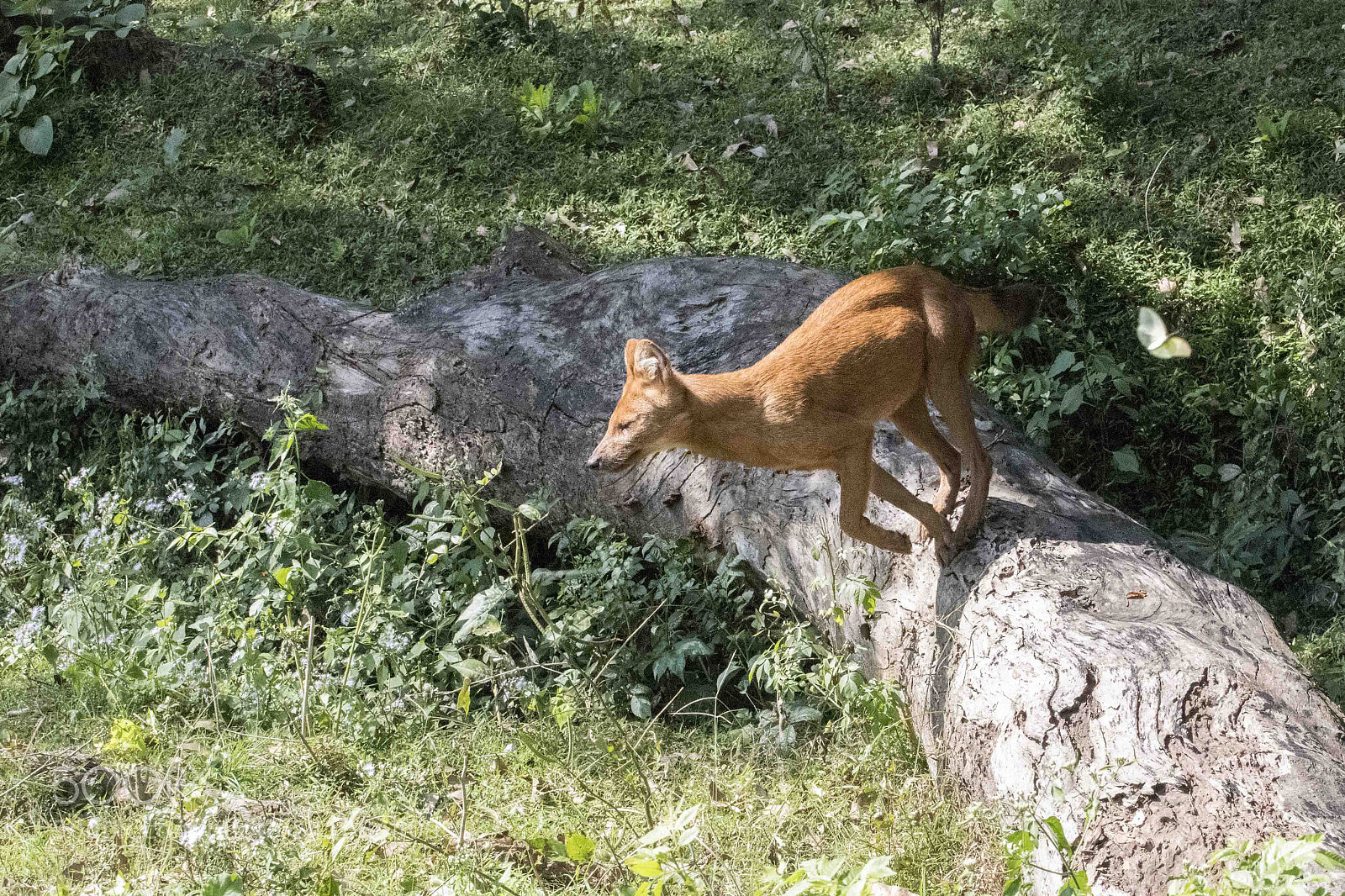 Nikon D850 sample photo. Wild dog photography