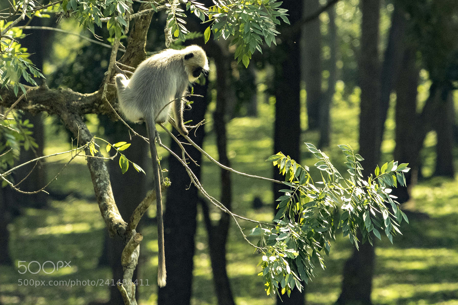 Nikon D850 sample photo. Gray langur photography