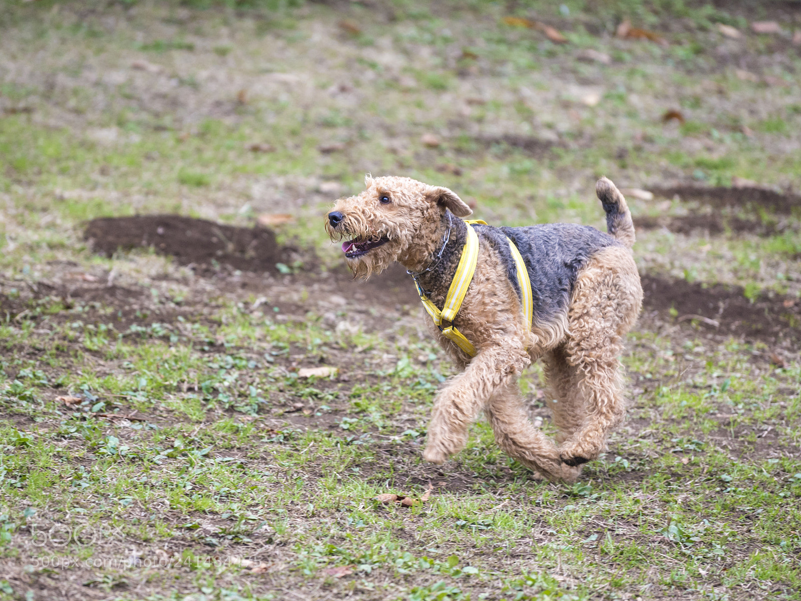 Nikon D5 sample photo. A safe driver photography