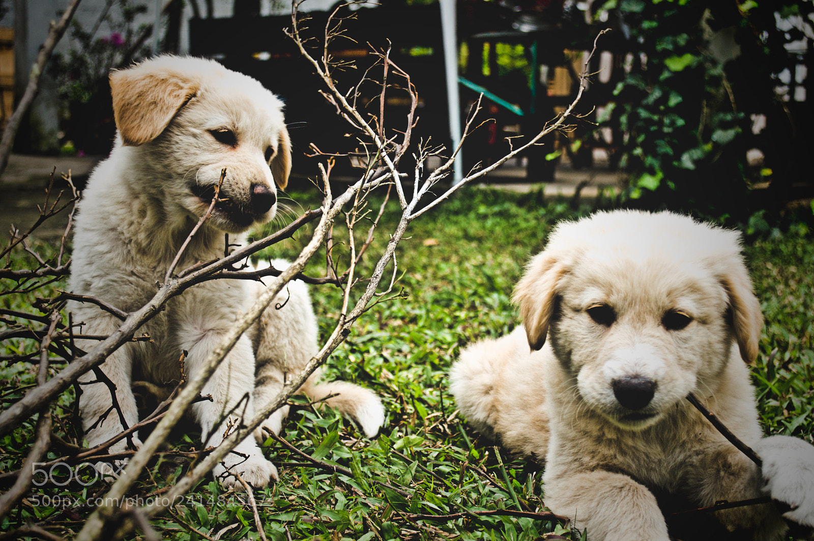 Nikon D3200 sample photo. Cachorros photography