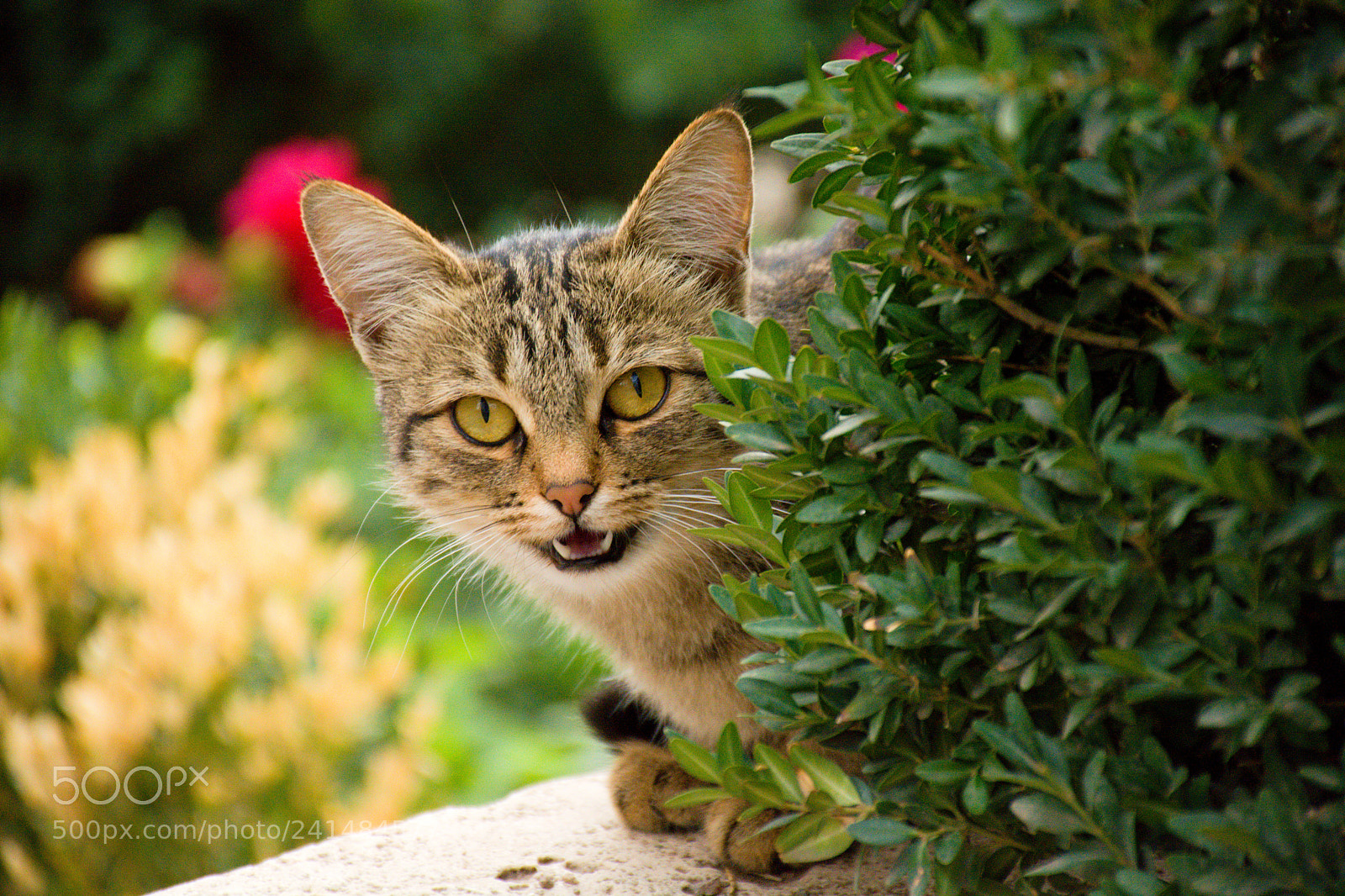 Nikon D7100 sample photo. Anger photography