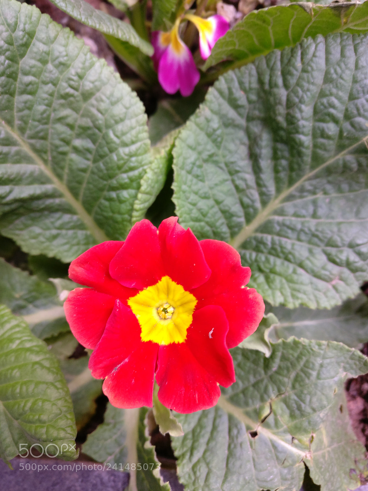 OnePlus A3010 sample photo. Untitled photography