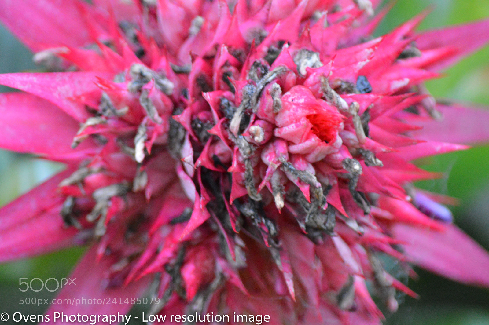 Nikon D3200 sample photo. Bromeliad photography