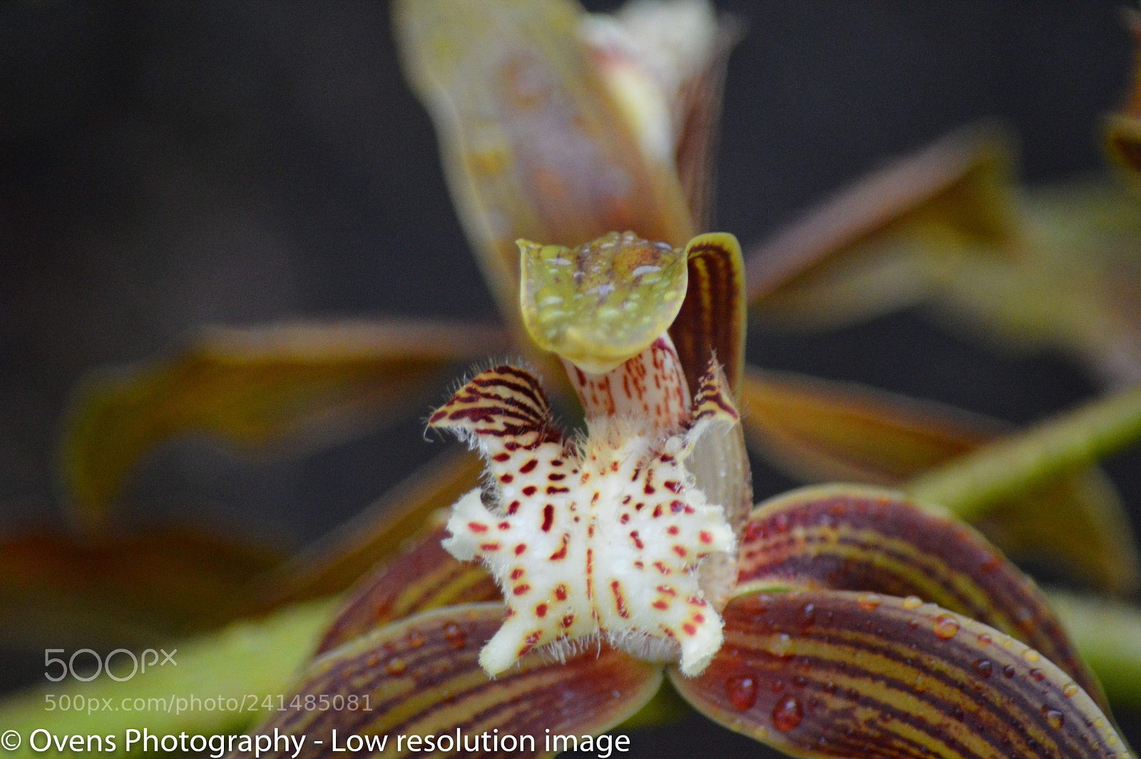 Nikon D3200 sample photo. Orchid photography