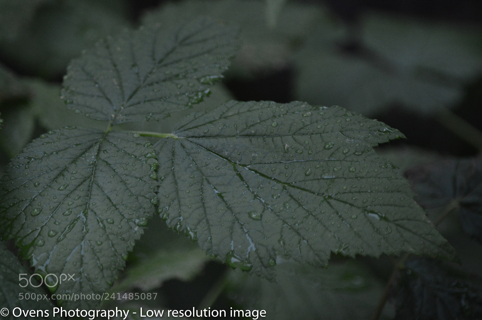 Nikon D3200 sample photo. Raspberry leaf photography