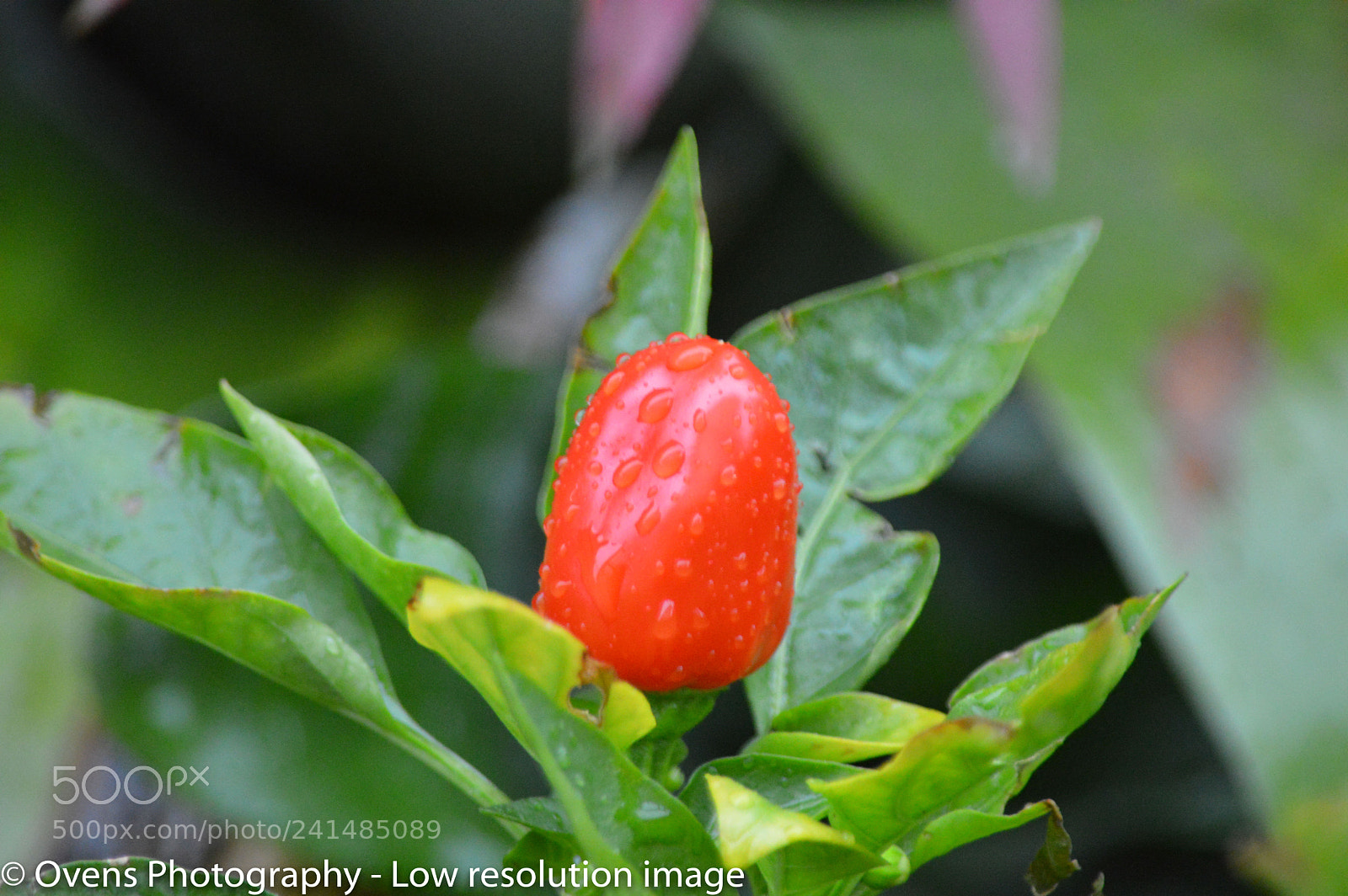 Nikon D3200 sample photo. Chilli photography