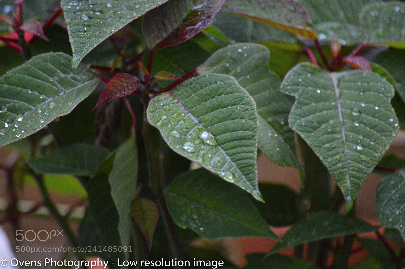 Nikon D3200 sample photo. Leaf after rain photography