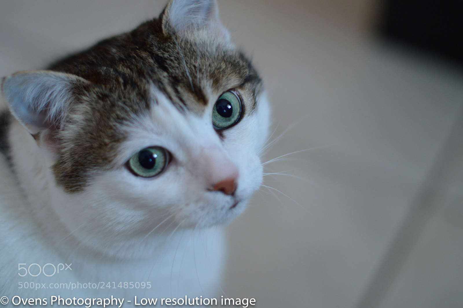 Nikon D3200 sample photo. Misha photography