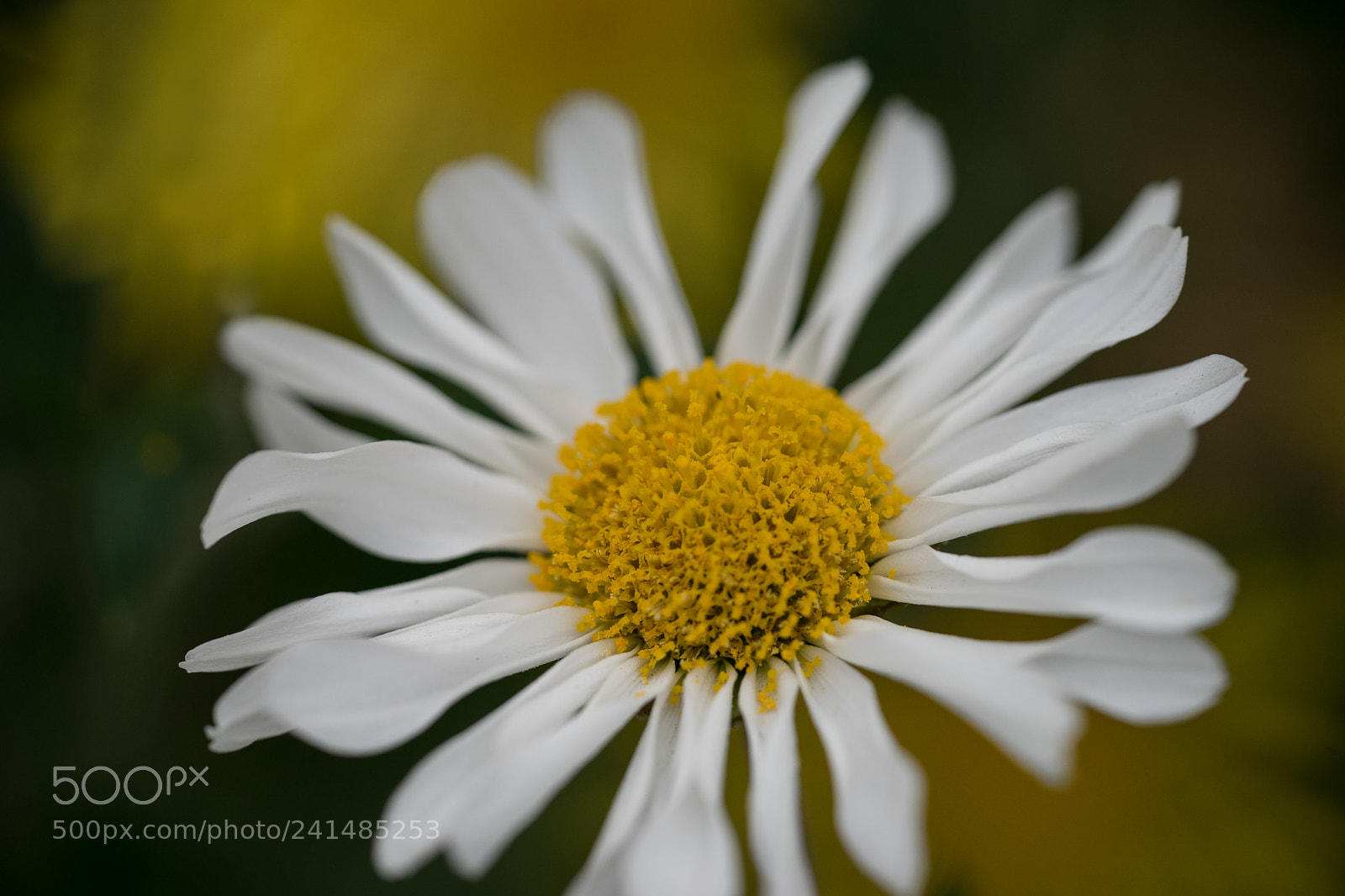 Sony a7 II sample photo. Brightness photography