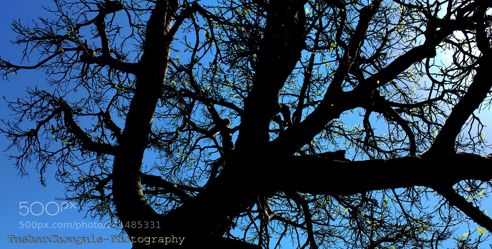 Canon EOS 1200D (EOS Rebel T5 / EOS Kiss X70 / EOS Hi) sample photo. Branches like roots photography