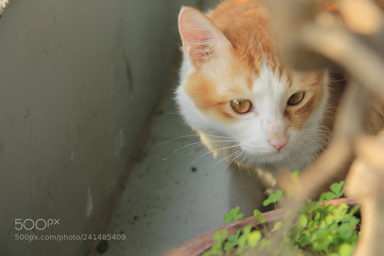 Canon EF-S 18-135mm F3.5-5.6 IS sample photo. Mg photography