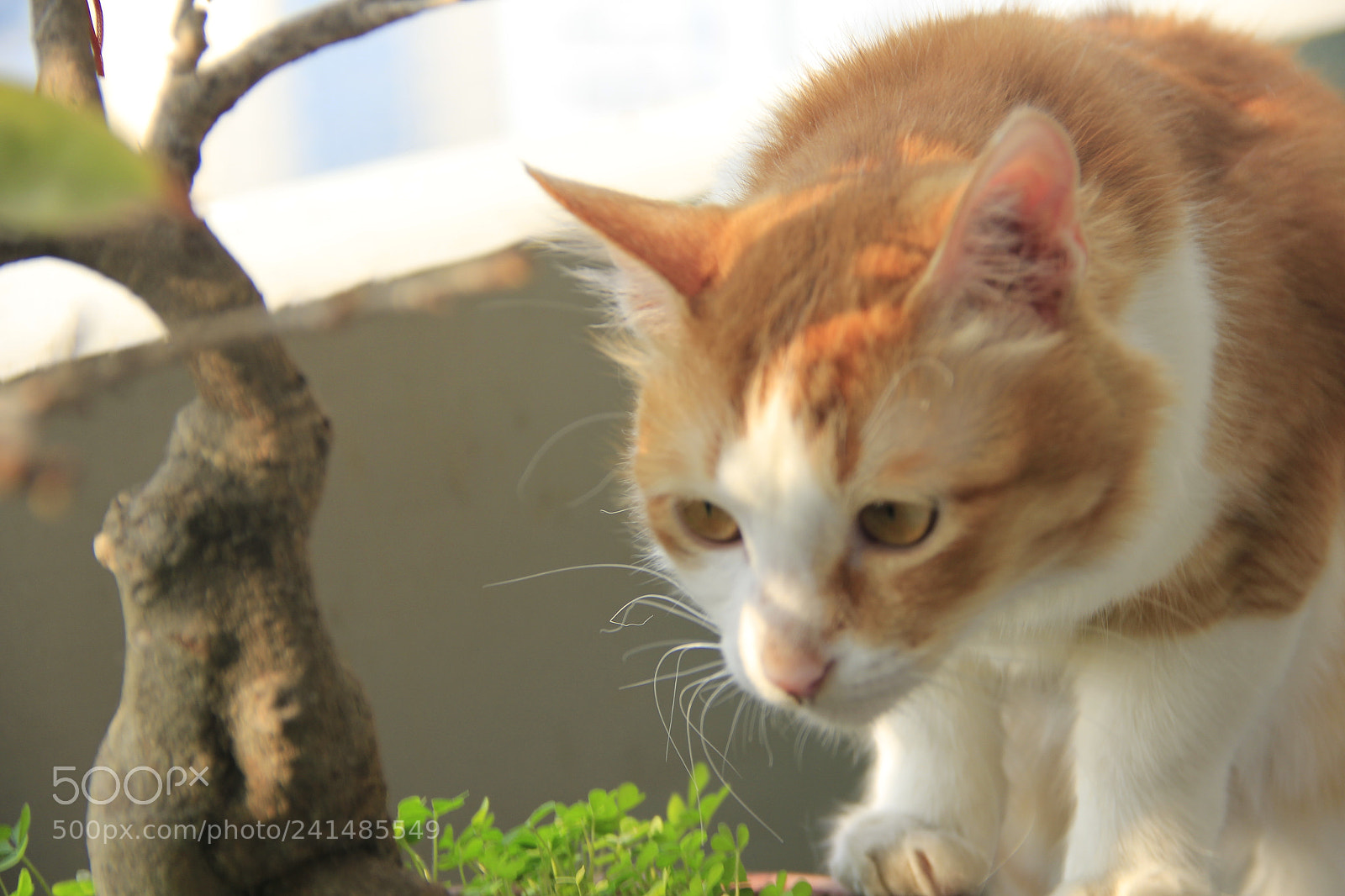 Canon EF-S 18-135mm F3.5-5.6 IS sample photo. Mg photography