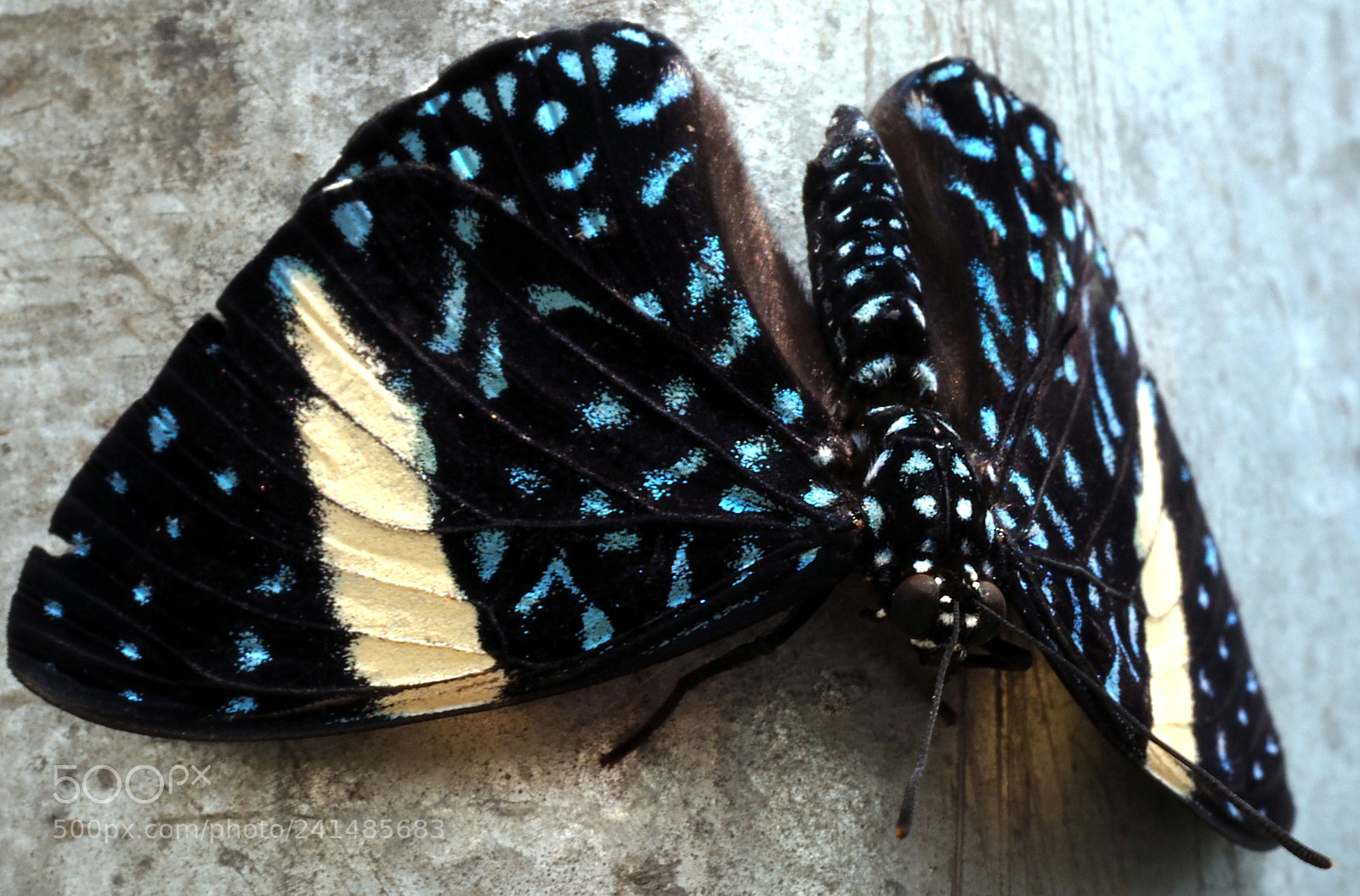Olympus OM-D E-M5 II sample photo. Some of my favorite photography