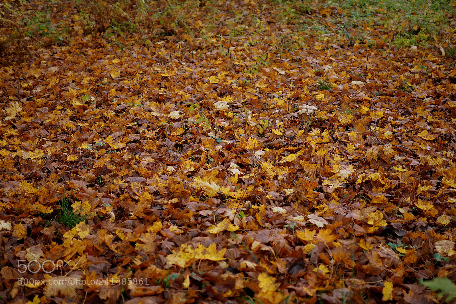 Olympus OM-D E-M10 II sample photo. Autumn leaf photography