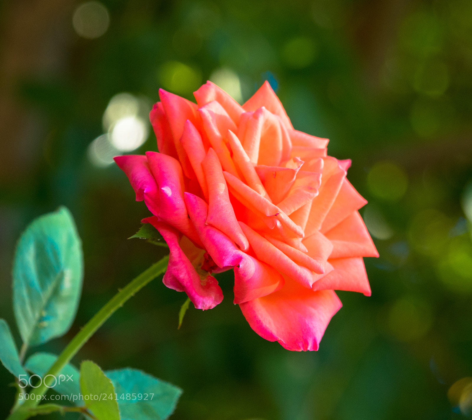 Olympus OM-D E-M5 II sample photo. Some of my favorite photography