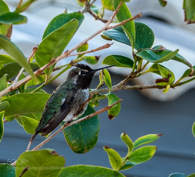 Olympus OM-D E-M5 II sample photo. Some of my favorite photography