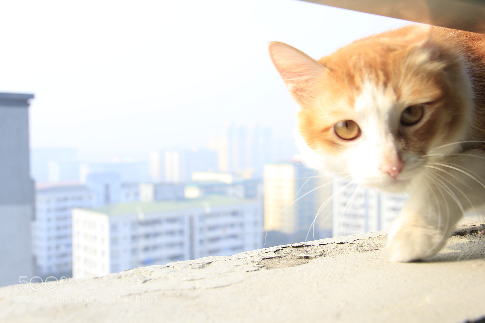 Canon EF-S 18-135mm F3.5-5.6 IS sample photo. Mg photography