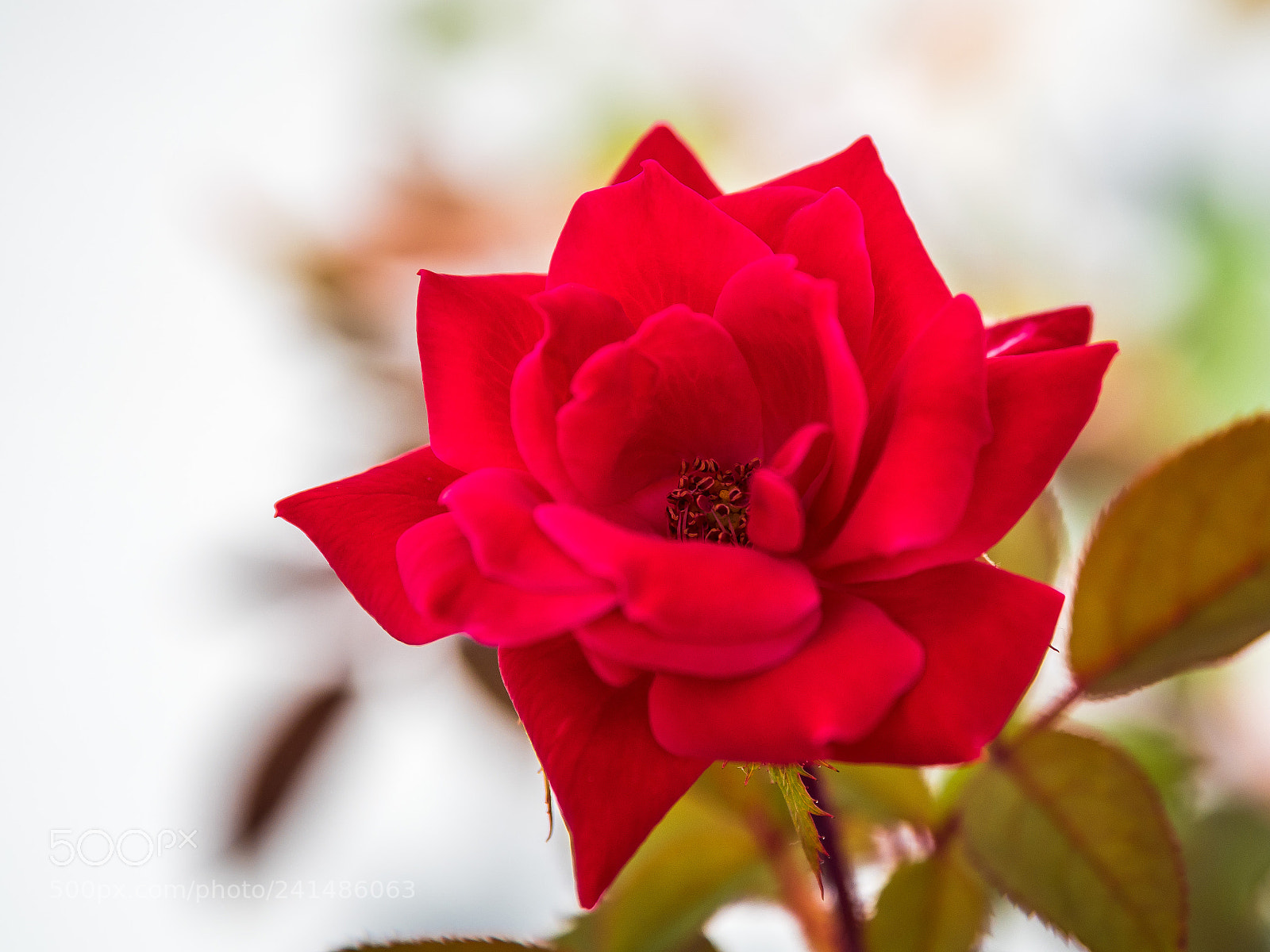 Olympus OM-D E-M5 II sample photo. Some of my favorite photography