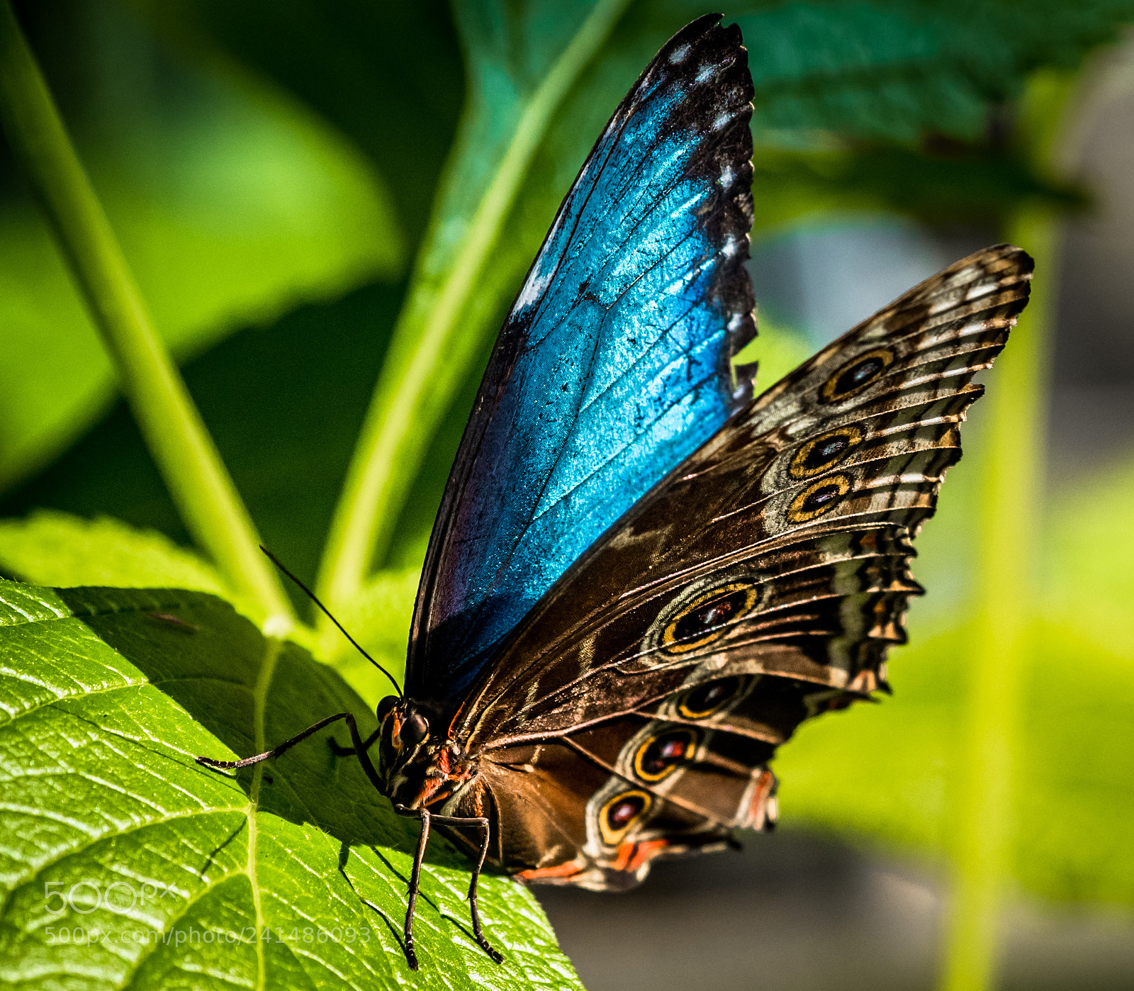Olympus OM-D E-M5 II sample photo. Some of my favorite photography