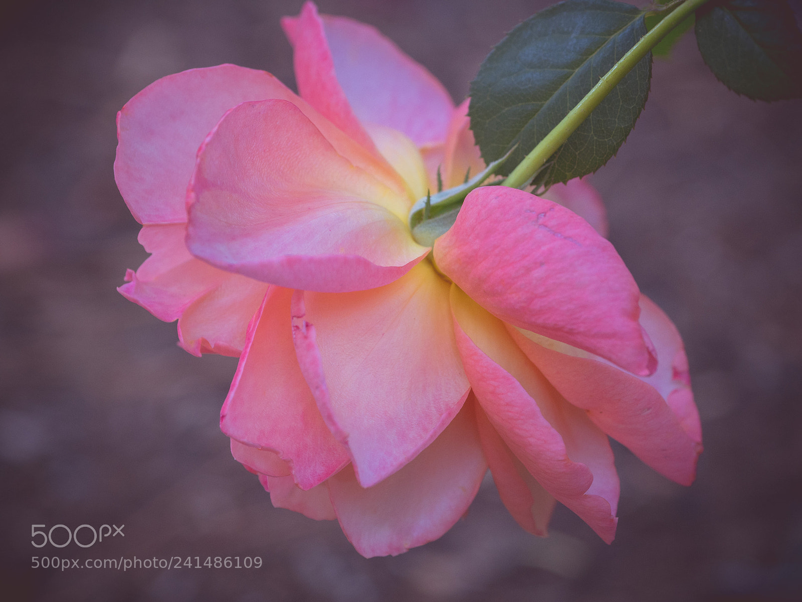 Olympus OM-D E-M5 II sample photo. Some of my favorite photography