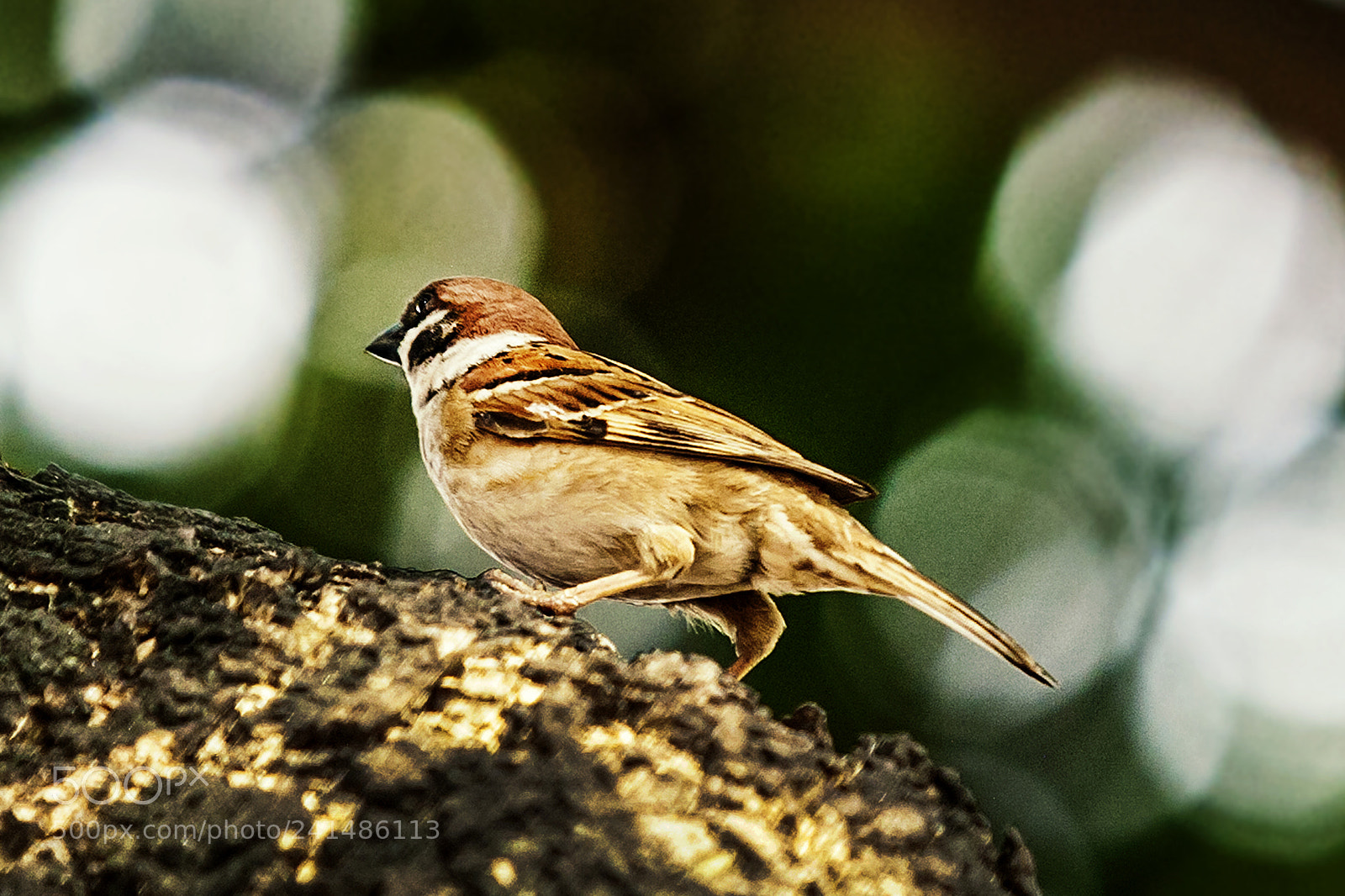 Canon EOS 5D sample photo. Passer domesticus perching. top photography