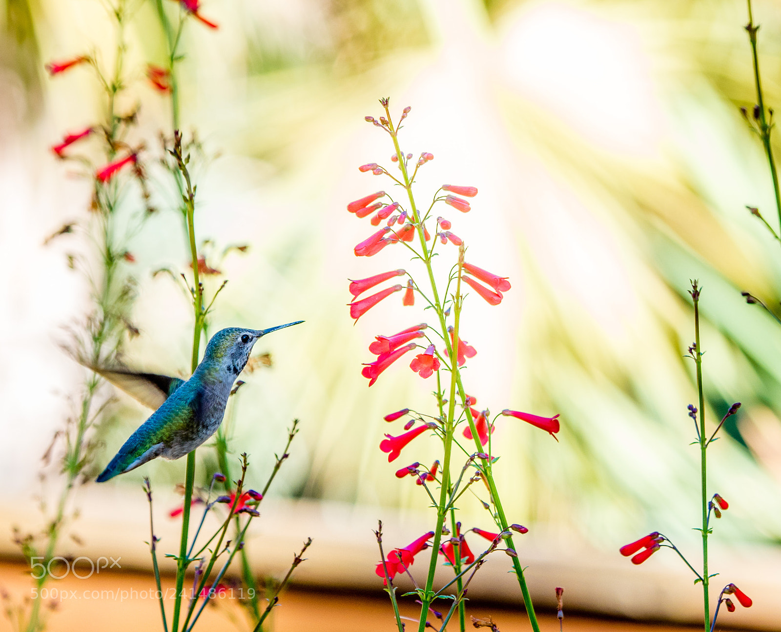 Olympus OM-D E-M5 II sample photo. Some of my favorite photography