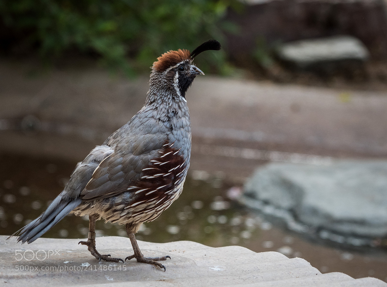 Olympus OM-D E-M5 II sample photo. Some of my favorite photography