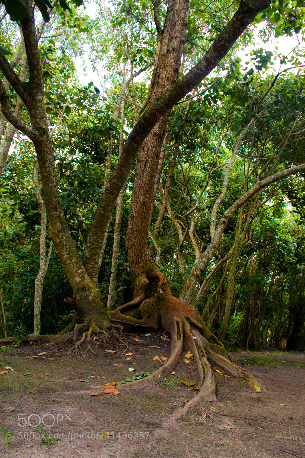 Canon EOS 550D (EOS Rebel T2i / EOS Kiss X4) sample photo. Parque centen rio, mogi photography