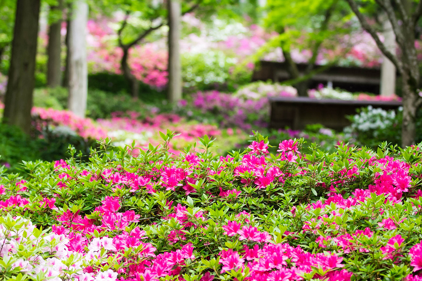 Canon EOS 60D sample photo. 躑躅の楽園 photography