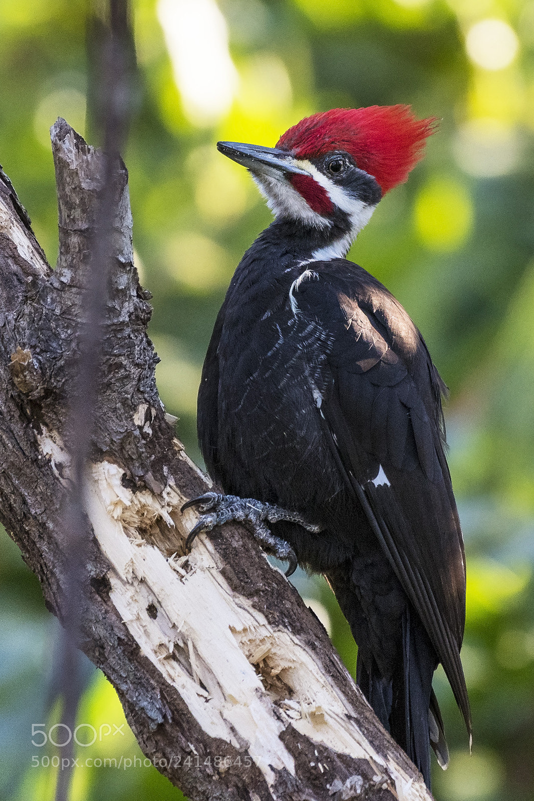 Nikon D500 sample photo. Pileated woodpecker, clam pass photography