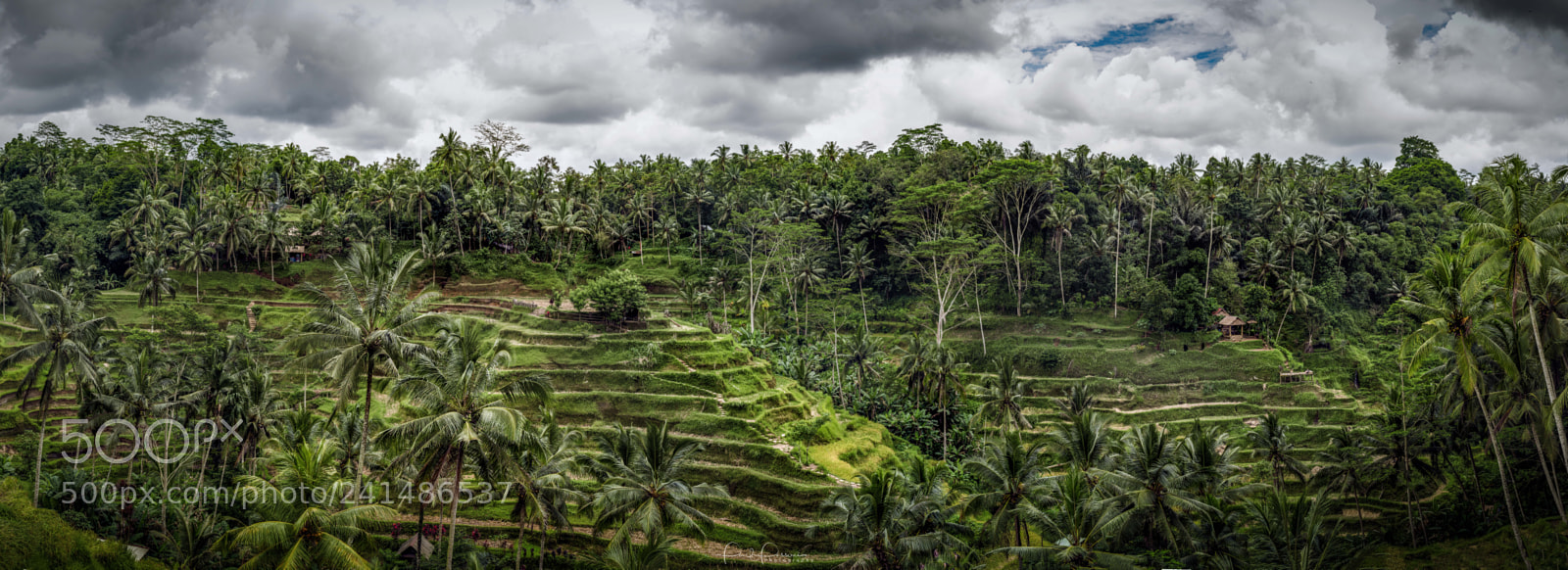 Nikon D810 sample photo. Rice fields of ubud photography